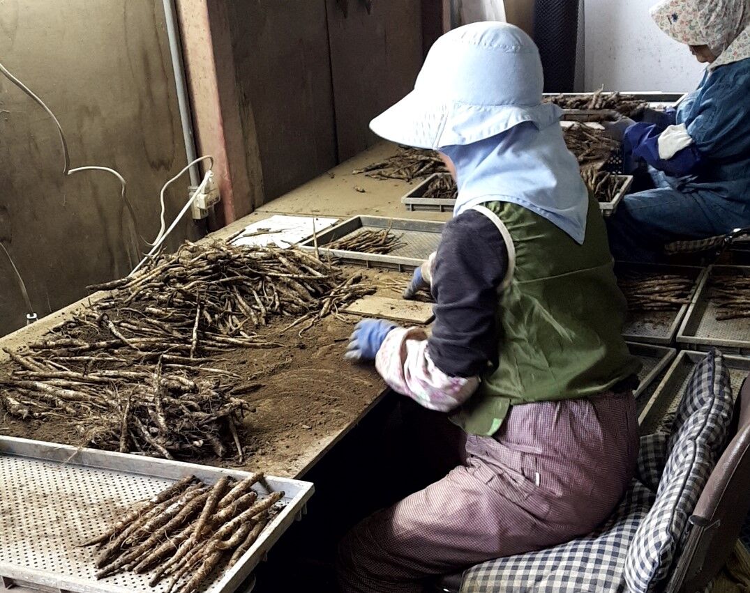 やまごぼう　作業